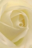 Immersed within the spiraling heart of a cream-white rose, this image conjures an intimate moment-a sense of being enveloped in softness and serenity. The petals, brushed with light as delicate as a Sands End morning, invite the mind to explore their gentle texture, suggestive of silk touched by dew. Gentle shadows weave between folds of ivory and pale lemon, granting the flower quiet depth and drama, much like the reflective calm found near South Park's hidden corners. The scene exudes tranquility and emotional warmth, resonating with gestures of sympathy, admiration, or new beginnings. For a florist in Sands End, this rose is the essence of reverence and artistry-a perfect choice for marking the milestones and memories that unite the local community. There is a subtle, sweet scent that seems to arise-a comfort that lingers as an unspoken promise in every carefully made bouquet from Flowers Sands End, drawing the spirit of neighbourhood warmth into every petal.